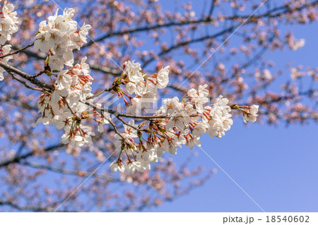 ソメイヨシノ 18540602