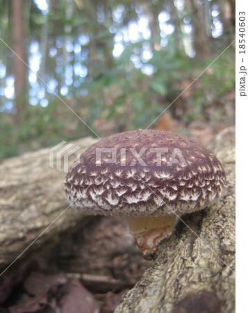 原木シイタケ 18540603