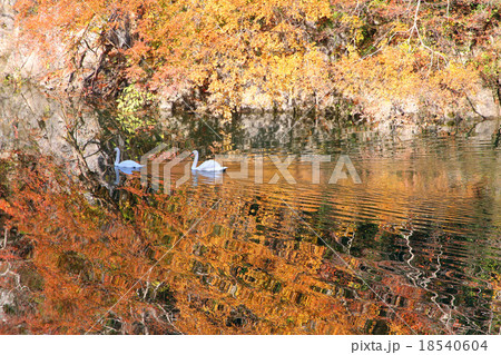 白鳥と紅葉 18540604