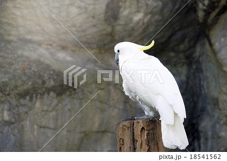 Portrait of Triton cockatoo 18541562