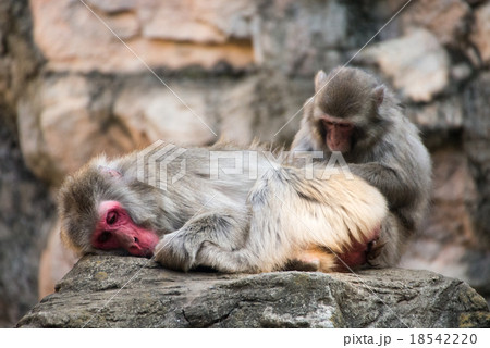 ニホンザル 18542220