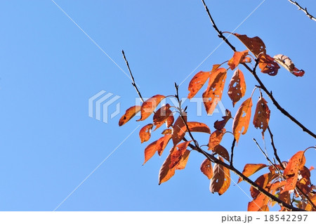 桜の葉の紅葉と青空のコピースペース 桜の葉の紅葉と青空のコピースペース 18542297