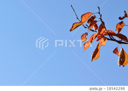 桜の葉の紅葉と青空のコピースペース 桜の葉の紅葉と青空のコピースペース 18542298