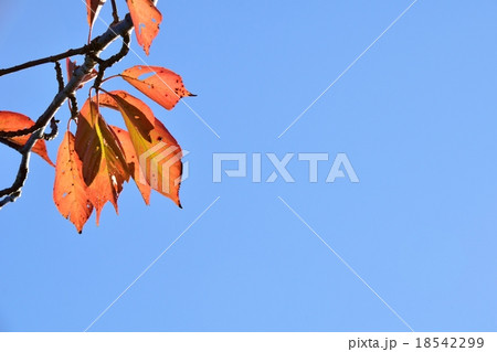 桜の葉の紅葉と青空のコピースペース 桜の葉の紅葉と青空のコピースペース 18542299
