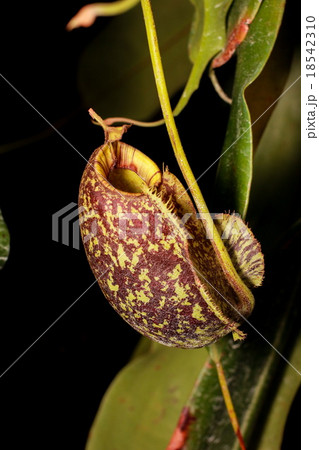 Nepenthes (Tropical pitcher plants, Monkey cups) Nepenthes (Tropical pitcher plants, Monkey cups) 18542310