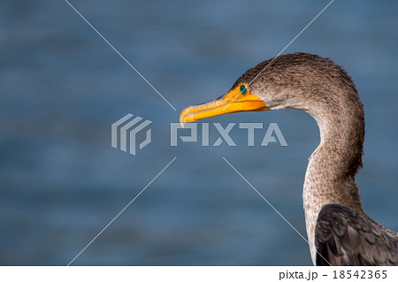 The Double-crested Cormorant Pearching 18542365