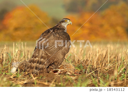 Hawk with hare 18543112