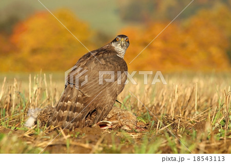 Hawk catched hare 18543113