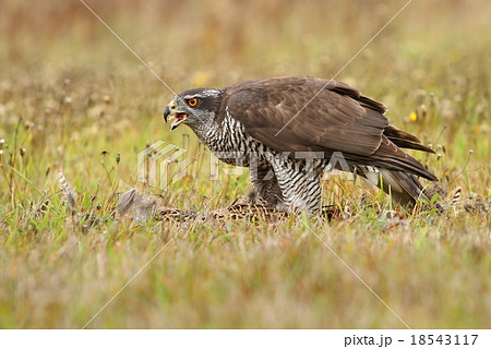 Hawk eats pheasant 18543117