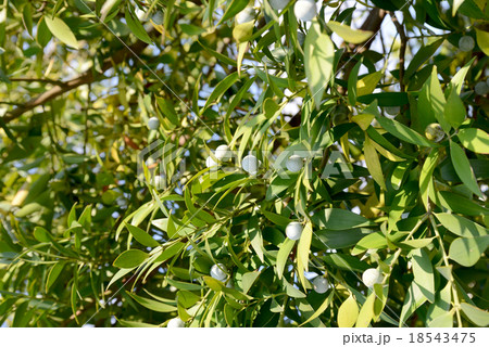 梛の木 梛の木 18543475