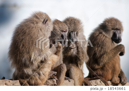gossip monkey 18543661