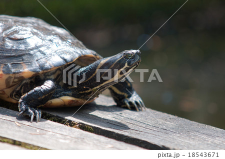 tortoise 18543671