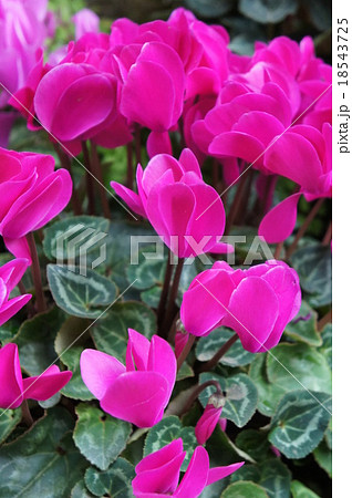 シクラメン 18543725