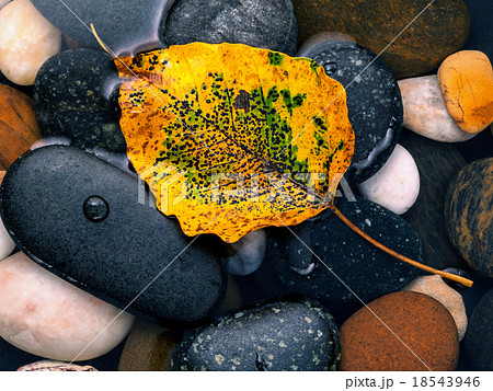 The yellow bodhi  leaves falling on river stone. 18543946