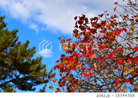 秋　イメージ 18544308