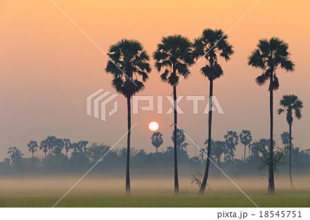 Sugar palm tree landscape 18545751
