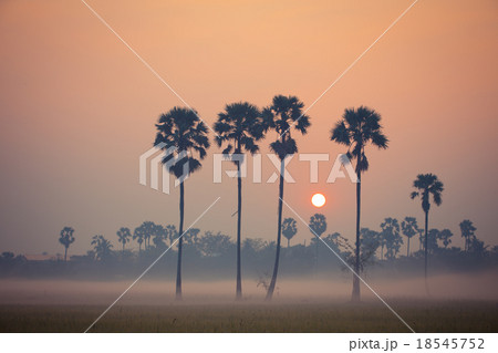 Sugar palm tree landscape 18545752