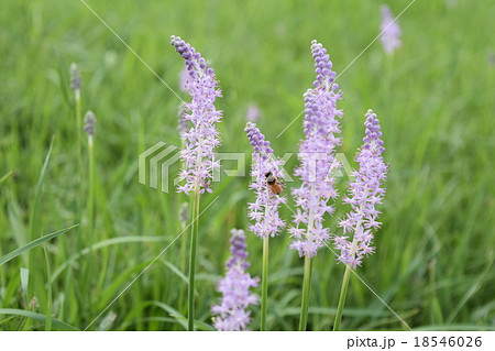 ツルボ（スルボ、サンダイガサ）の花から蜜を集めるミツバチ 18546026