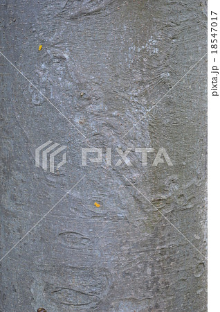 けやきの表皮 18547017