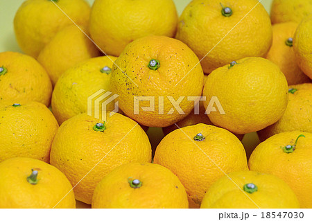 柚子 柚子 18547030