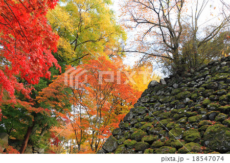懐古園の紅葉 18547074