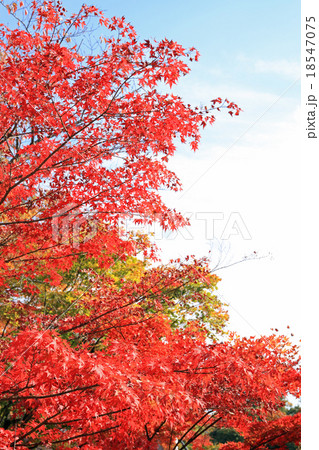 懐古園の紅葉 18547075