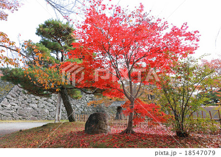 懐古園の紅葉 懐古園の紅葉 18547079