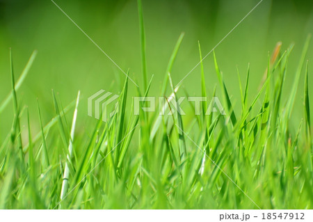 芝生の新芽の写真素材