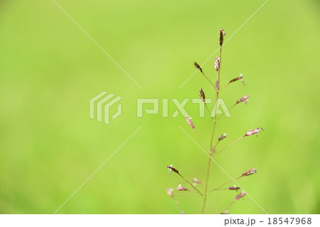 野原のイネ科の野草の可憐な花の写真素材