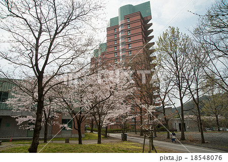 春爛漫の高知工科大学 桜の花が新入生を待っている 高知県立 春爛漫の高知工科大学 桜の花が新入生を待っている 高知県立 18548076