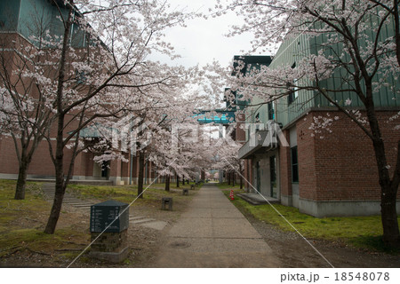 春爛漫の高知工科大学 桜の花が新入生を待っている 高知県立 春爛漫の高知工科大学 桜の花が新入生を待っている 高知県立 18548078
