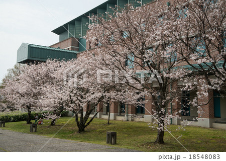 春爛漫の高知工科大学　桜の花が新入生を待っている　高知県立　 18548083