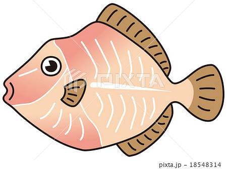 カワハギ皮むき 18548314