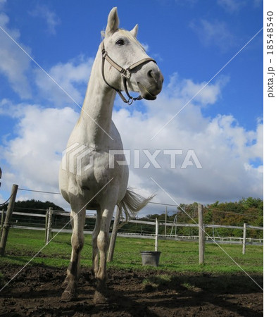 高原の白馬 高原の白馬 18548540