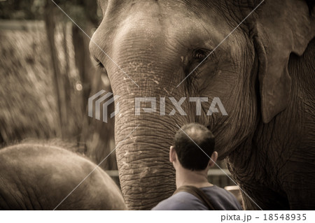 Trainer puts elephant through his tricks 18548935