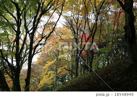 紅葉の写真 紅葉の写真 18548940