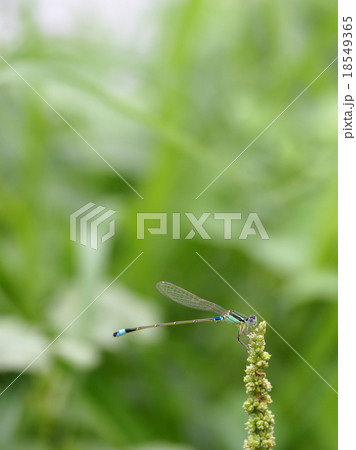 pin size dragonfly on green grass flower pin size dragonfly on green grass flower 18549365
