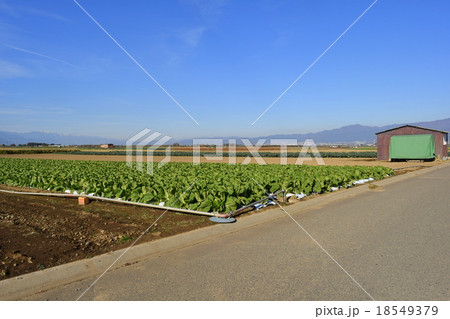 塩尻市 愛ビタミンロードから松本市方向の風景 塩尻市 愛ビタミンロードから松本市方向の風景 18549379
