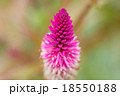 ねこじゃらし エノコログサ ネコジャラシ 18550188