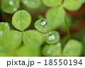 クローバー シャムロック 三つ葉 18550194