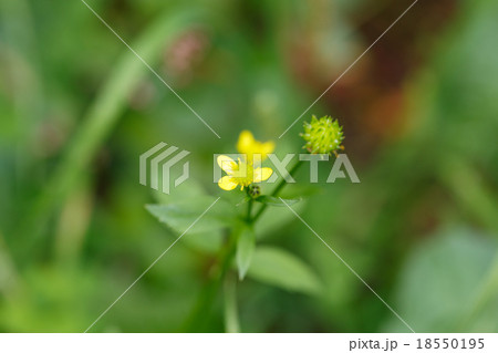 小花 小さい花 小さな花 18550195