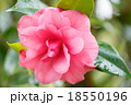 花 フラワー お花 18550196
