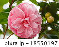 花 フラワー お花 18550197