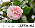 花 フラワー お花 18550198