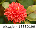 花 フラワー お花 18550199