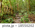 林 森 樹林 18550202