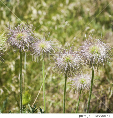 Seedheads of European Pasqueflower 18550671
