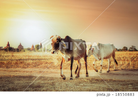 Rural asian landscape with cows at sunset meadow 18550883