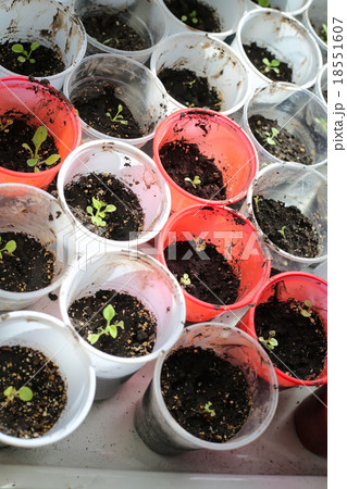 bunch baby plants growing inside pots greenhouse bunch baby plants growing inside pots greenhouse 18551607