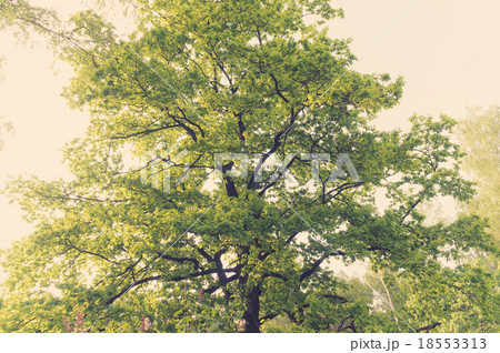Ancient oaks leafy treetop Ancient oaks leafy treetop 18553313
